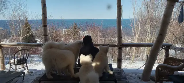 Chiots Samoyedes CCC - Photo 7