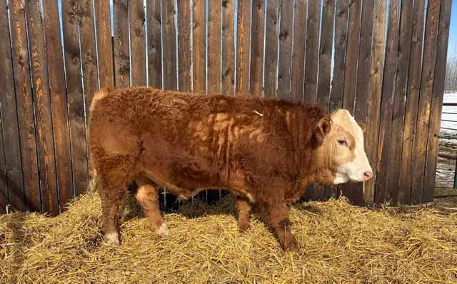 Simmental Yearling Bull
