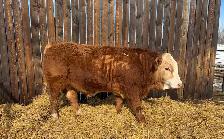 Simmental Yearling Bull
