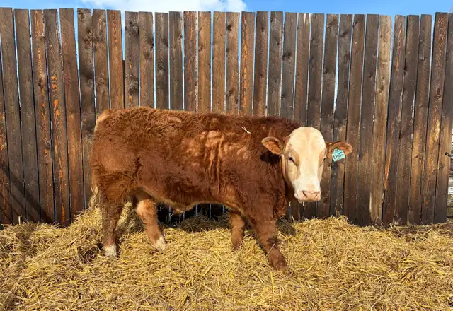 Simmental Yearling Bull - Photo 2