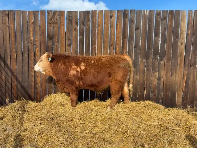 Simmental Yearling Bull - Photo 3