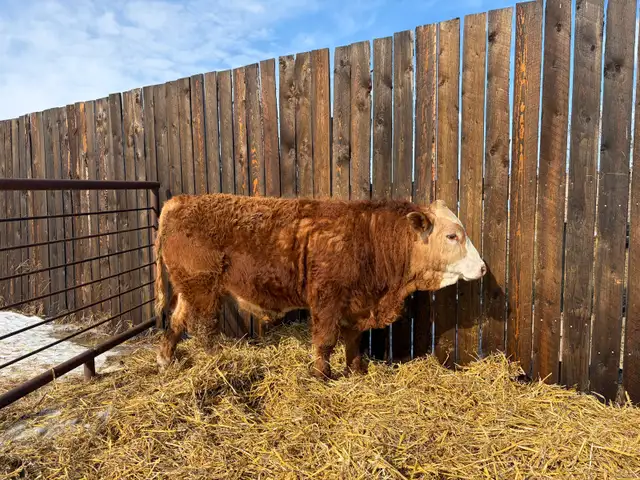 Simmental Yearling Bull - Photo 4