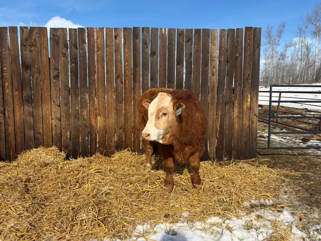 Simmental Yearling Bull - Photo 5