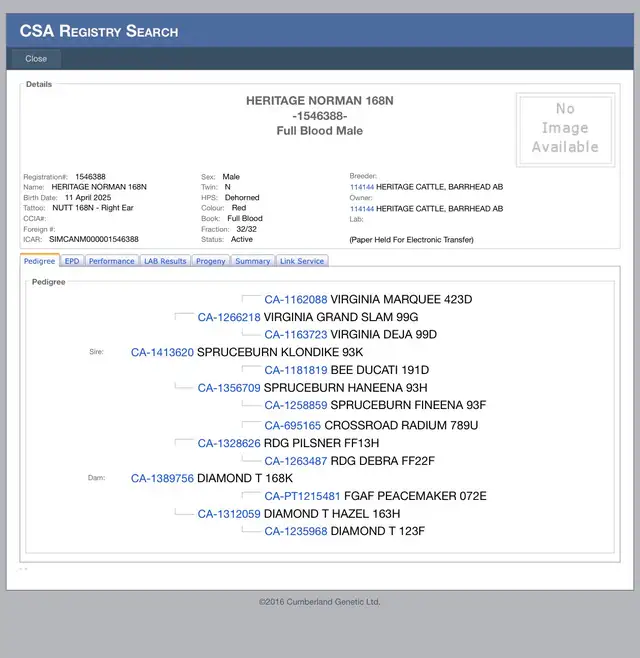 Simmental Yearling Bull - Photo 6