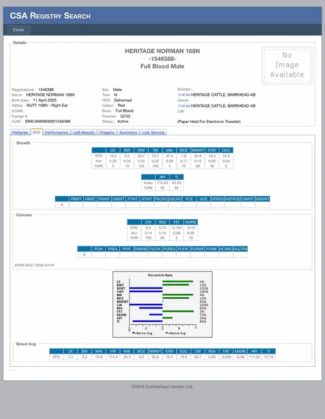 Simmental Yearling Bull - Photo 7