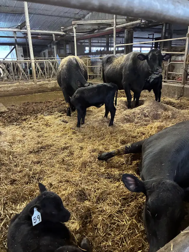 heifer calf pairs - Photo 2