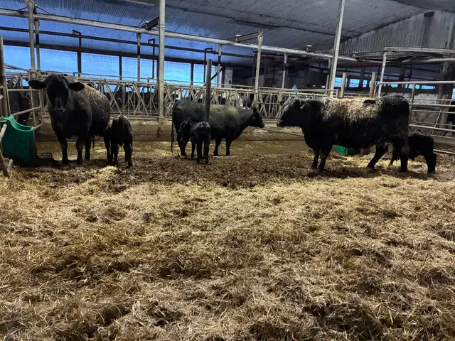 heifer calf pairs - Photo 3