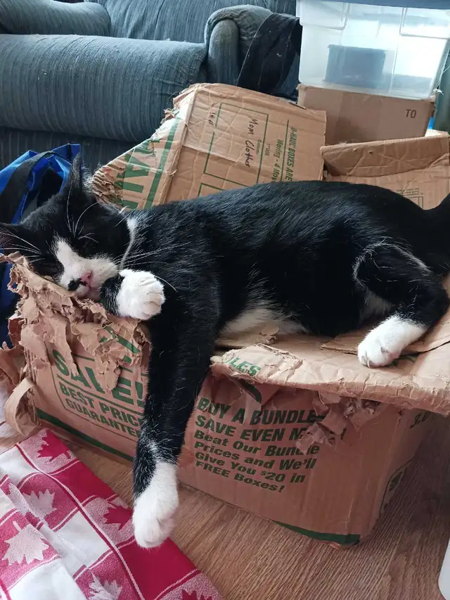 Missing Cat - Photo 2