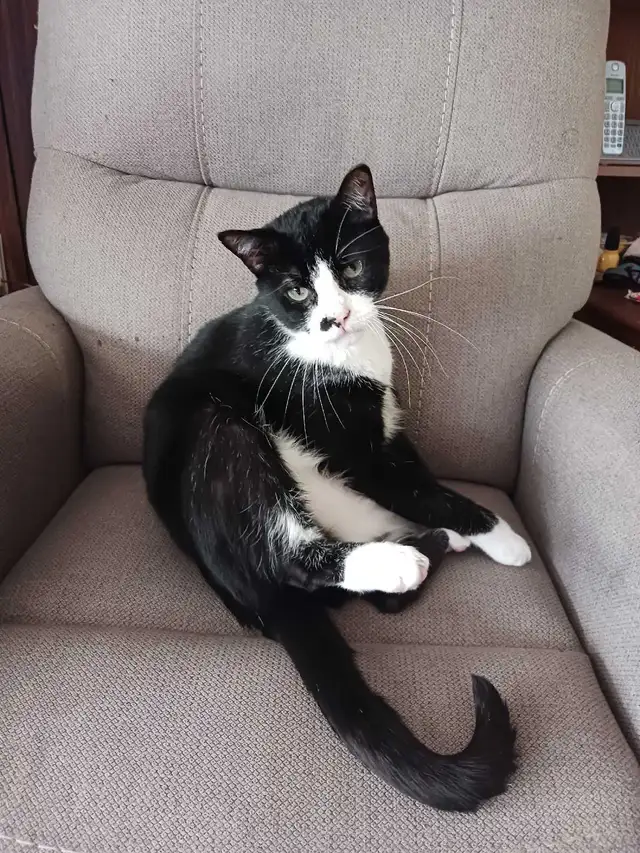 Missing Cat - Photo 3