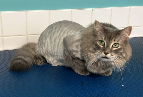 Cat Grooming- AVAILABLE AT SPROCKETTS DOGGY DAY CAMP KEEWATIN