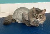 Cat Grooming- AVAILABLE AT SPROCKETTS DOGGY DAY CAMP KEEWATIN