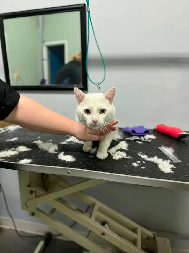 Cat Grooming- AVAILABLE AT SPROCKETTS DOGGY DAY CAMP KEEWATIN - Photo 2