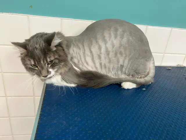 Cat Grooming- AVAILABLE AT SPROCKETTS DOGGY DAY CAMP KEEWATIN - Photo 3
