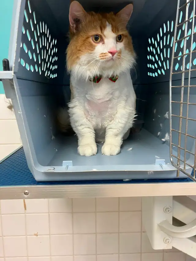 Cat Grooming- AVAILABLE AT SPROCKETTS DOGGY DAY CAMP KEEWATIN - Photo 4