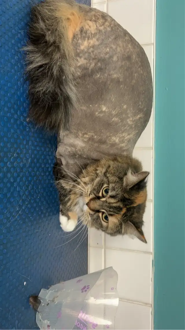 Cat Grooming- AVAILABLE AT SPROCKETTS DOGGY DAY CAMP KEEWATIN - Photo 5