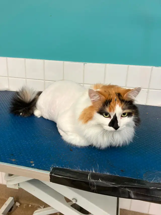 Cat Grooming- AVAILABLE AT SPROCKETTS DOGGY DAY CAMP KEEWATIN - Photo 6