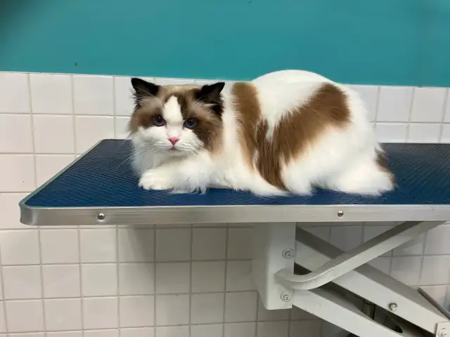 Cat Grooming- AVAILABLE AT SPROCKETTS DOGGY DAY CAMP KEEWATIN - Photo 7