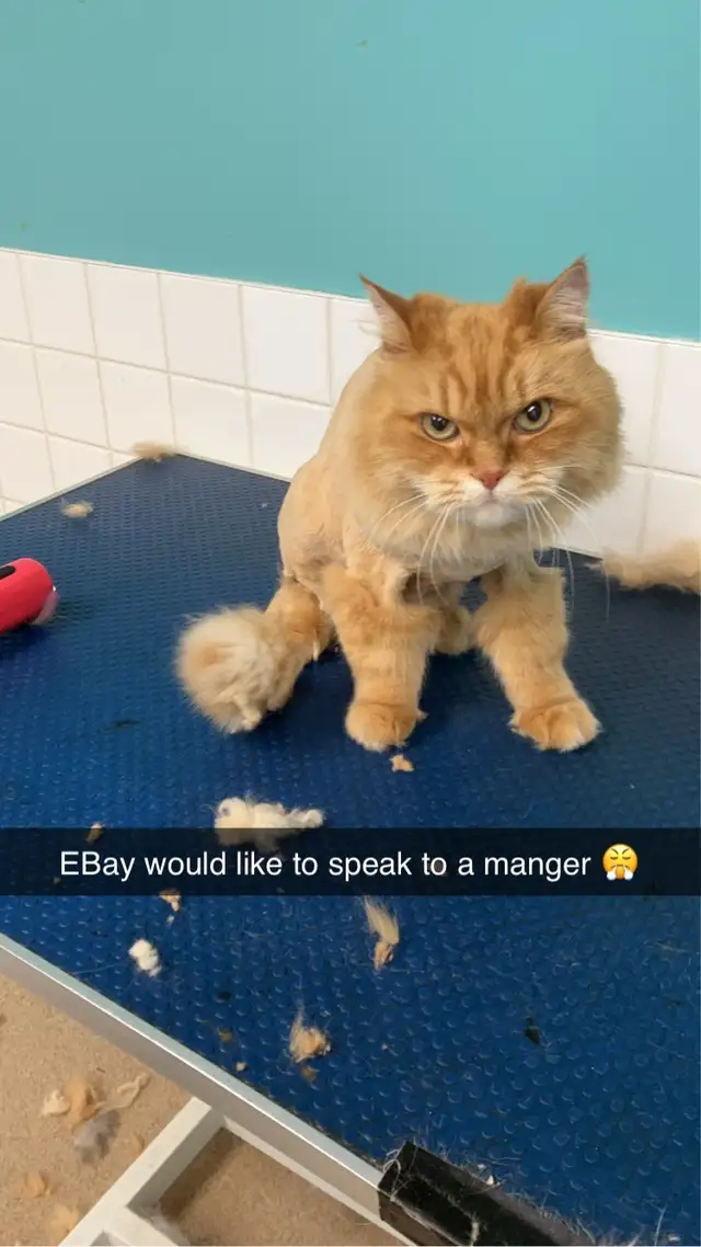 Cat Grooming- AVAILABLE AT SPROCKETTS DOGGY DAY CAMP KEEWATIN - Photo 8