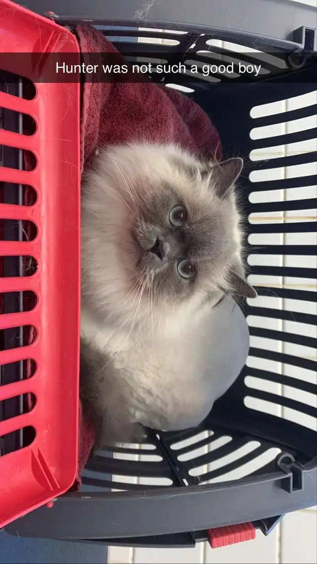 Cat Grooming- AVAILABLE AT SPROCKETTS DOGGY DAY CAMP KEEWATIN - Photo 9