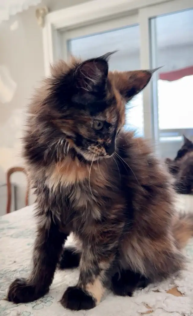 Magnificent Maine Coon Kittens – Ready for Forever Homes! - Photo 3