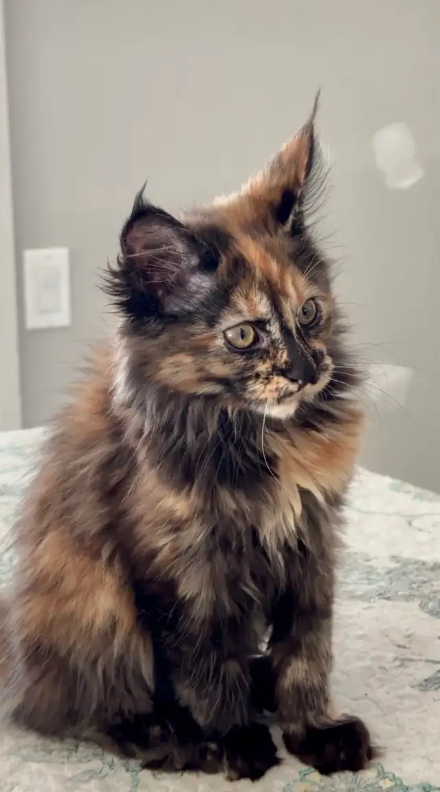 Magnificent Maine Coon Kittens – Ready for Forever Homes! - Photo 4