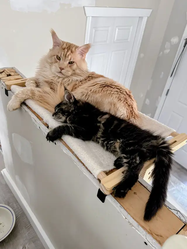 Magnificent Maine Coon Kittens – Ready for Forever Homes! - Photo 9