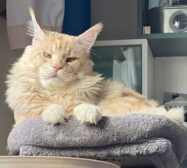 Magnificent Maine Coon Kittens – Ready for Forever Homes! - Photo 10