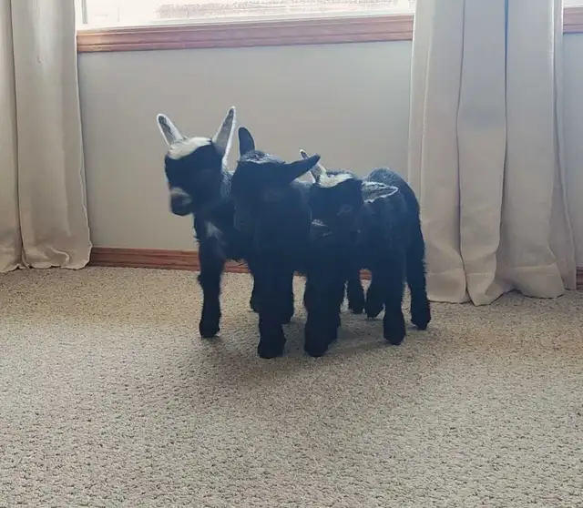 Pygmy Buckling Goats