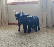 Pygmy Buckling Goats