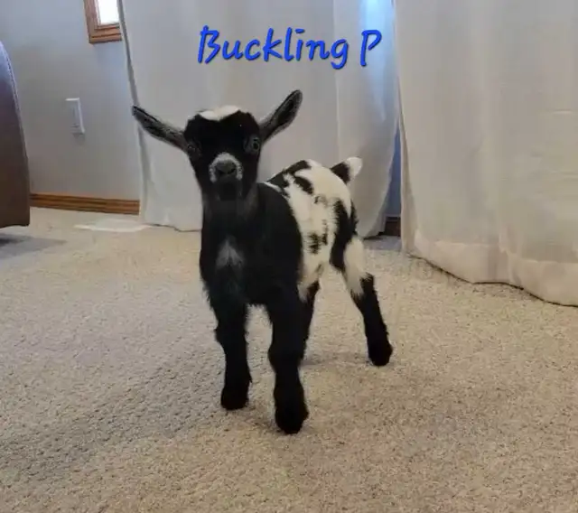 Pygmy Buckling Goats - Photo 2