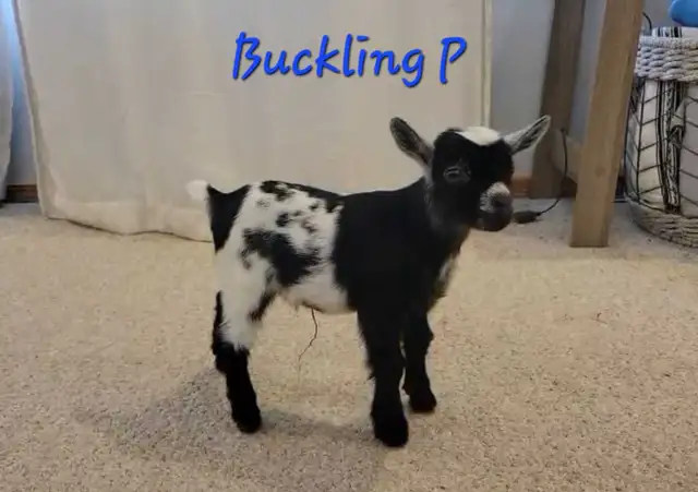 Pygmy Buckling Goats - Photo 3