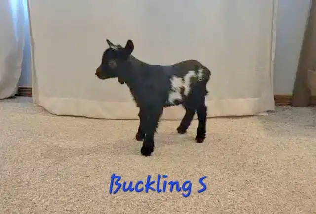Pygmy Buckling Goats - Photo 4