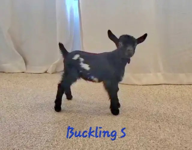 Pygmy Buckling Goats - Photo 5