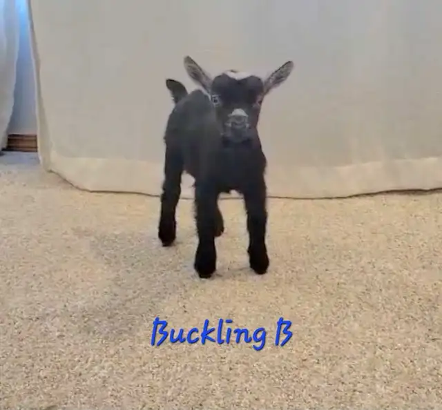 Pygmy Buckling Goats - Photo 6