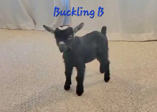 Pygmy Buckling Goats - Photo 7