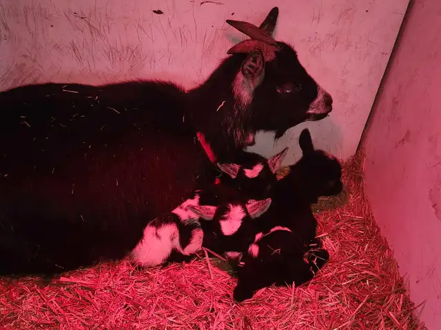 Pygmy Buckling Goats - Photo 8