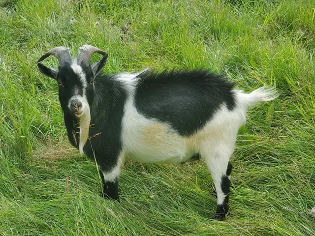 Pygmy Buckling Goats - Photo 9