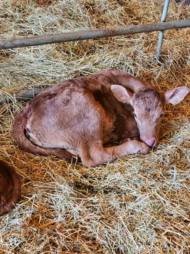 Bottle calve
