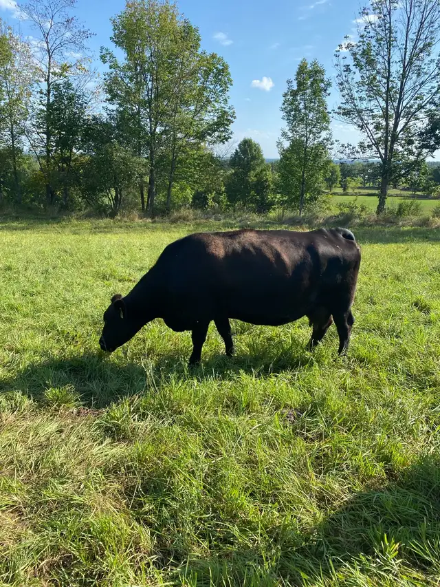 pasture wanted - Photo 2