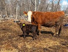 Cow/calf pair