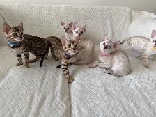 chatons bengal a donner contre bon soins