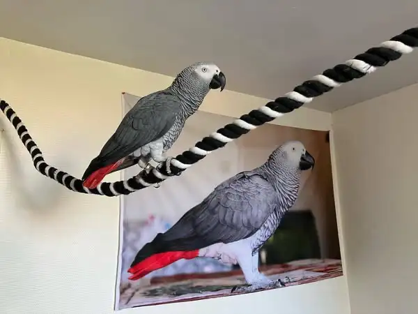 couples gris d'afrique a donner - Photo 2