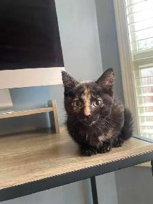 Hypoallergenic Kitten