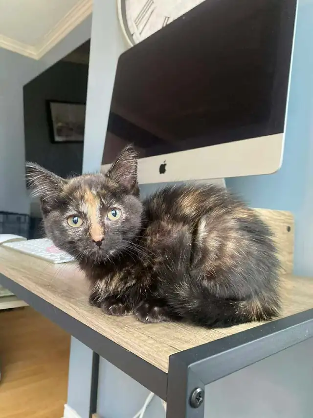 Hypoallergenic Kitten - Photo 2