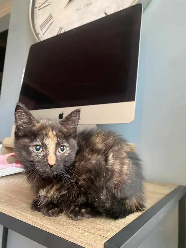 Hypoallergenic Kitten - Photo 3