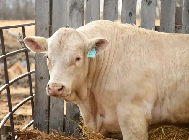 2 year old Charolais Bulls