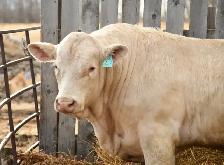 2 year old Charolais Bulls