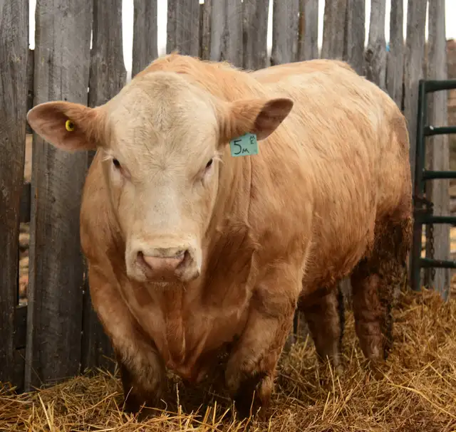 2 year old Charolais Bulls - Photo 2