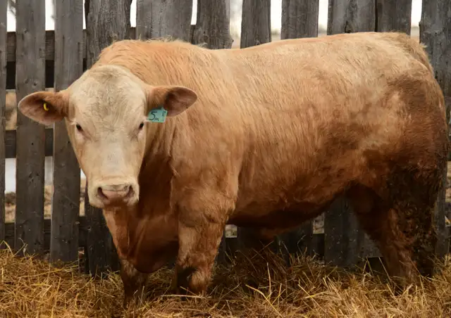 2 year old Charolais Bulls - Photo 3