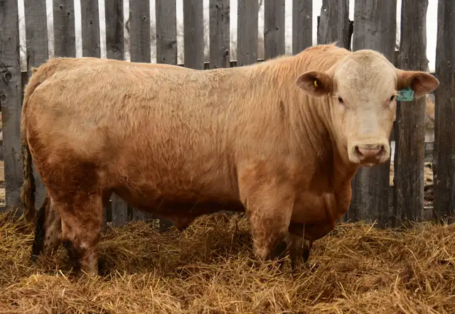 2 year old Charolais Bulls - Photo 4